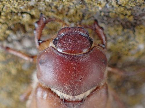 Réf. 238 610 : Amadotrogus sp.